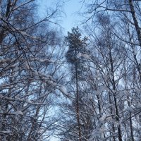 Лес :: marmorozov Морозова