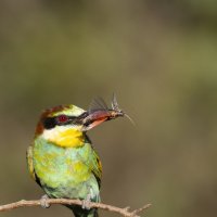 Щурка :: Валерий Черняк