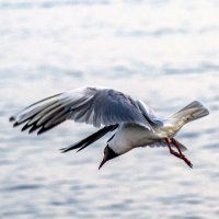 вижу цель, атакую. :: petyxov петухов