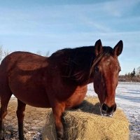 Зимний завтрак :: Елена Сухорученкова