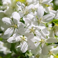 *** :: Виктор Иванович Чернюк *** :: Виктор Иванович Чернюк