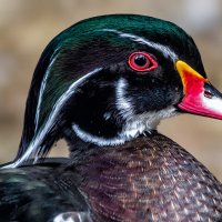 Каролинка :: SanSan 