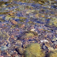 Сквозь воду. :: ВикТор Быстров