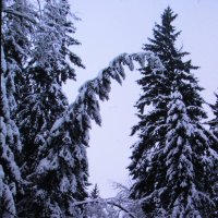 Тяжело ёлке :: Людмила Смородинская Тяжело ёлке :: Людмила Смородинская