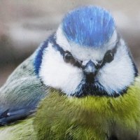 Во всей красе :: Людмила Смородинская