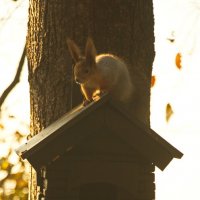 в ожидании :: Владимир Зырянов