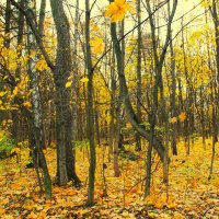 КРУЖИТСЯ ОСЕННИЙ ЛИСТОПАД... :: Валентина 