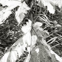 Фотография :: Денис Безногов