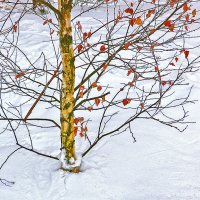 Январский этюд :: Светлана Январский этюд :: Светлана