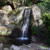 Природа Крыма :: Amazing Cosmea
