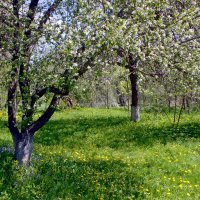 сад :: Алексей Дмитриев