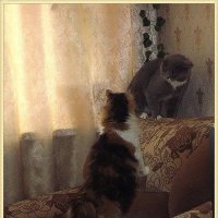 Так кто в доме хозяин! :: Нина Андронова