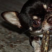 Майка :: Юрий Яньков