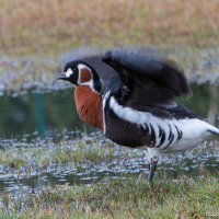 Краснозобая казарка :: Виктор 