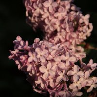 С днем Татьяны!  :: Татьян@ Ивановна