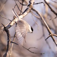 3 :: Сергей Флетчер