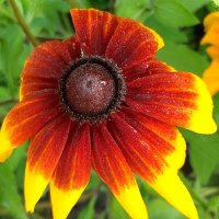 С Татьяниным Днём!!! :: оля san-alondra