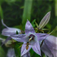 Маленький Мух :: AZ east3