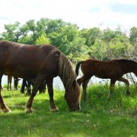 Первая Весна у молодняка. :: Виктор 