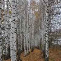 Берёзовая роща :: Prizrak 777