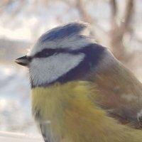 Лазоревка :: Артём Орлов Лазоревка :: Артём Орлов