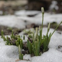 У подножья Весны :: Валерий Басыров У подножья Весны :: Валерий Басыров