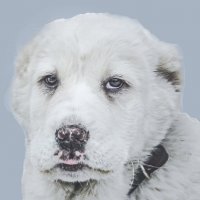 Портрет друга :: юрий Амосов