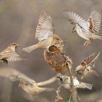 Суета :: Валерий Черняк Суета :: Валерий Черняк