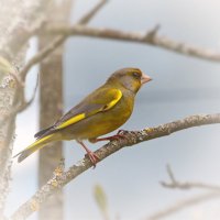 Зеленушка :: Andrey Bragin Зеленушка :: Andrey Bragin