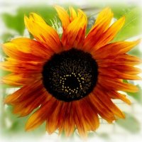 Подсолнух :: Елена Сухорученкова