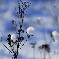 картинки января 26г. 8 :: Александр Прокудин