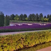 Когда свет идёт вдоль земли :: Ольга Косачова