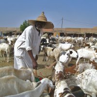 - Может купишь козу, или козла!? :: unix (Илья Утропов) - Может купишь козу, или козла!? :: unix (Илья Утропов)