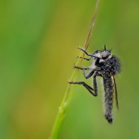 Ктырь :: Надежда Куркина 