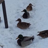 Утки :: Сапсан 