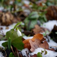 25 01 2026г. :: Вен Гъновски