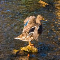 Уточка на цыпочках) :: Николай Зиновьев