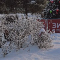 Настоящая зима в Москве :: Татьяна Помогалова Настоящая зима в Москве :: Татьяна Помогалова
