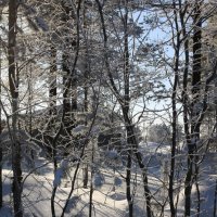 Прозрачный лес :: Ольга 