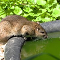 Жажда :: Лариса С.