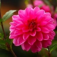 Доброе утро :: Юрий. Шмаков