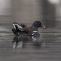 камышница :: юрий макаров