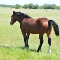 Красавец. :: Виктор 