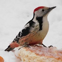 Средний пёстрый дятел :: Лина 