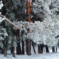 ветви в снегу :: Владимир ветви в снегу :: Владимир