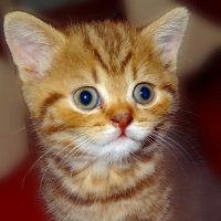 Маленький Барсик. :: Наталья ***