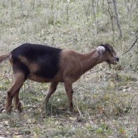 Козлёнок :: Freddy 97 Козлёнок :: Freddy 97