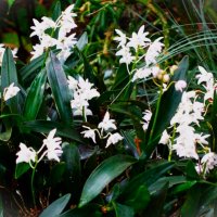 Очень маленькие орхидеи, похожие на Оцидум :: Aida10 