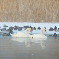 Неразлучники :: Валерий Черняк