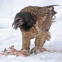 бородач :: Михаил Бибичков